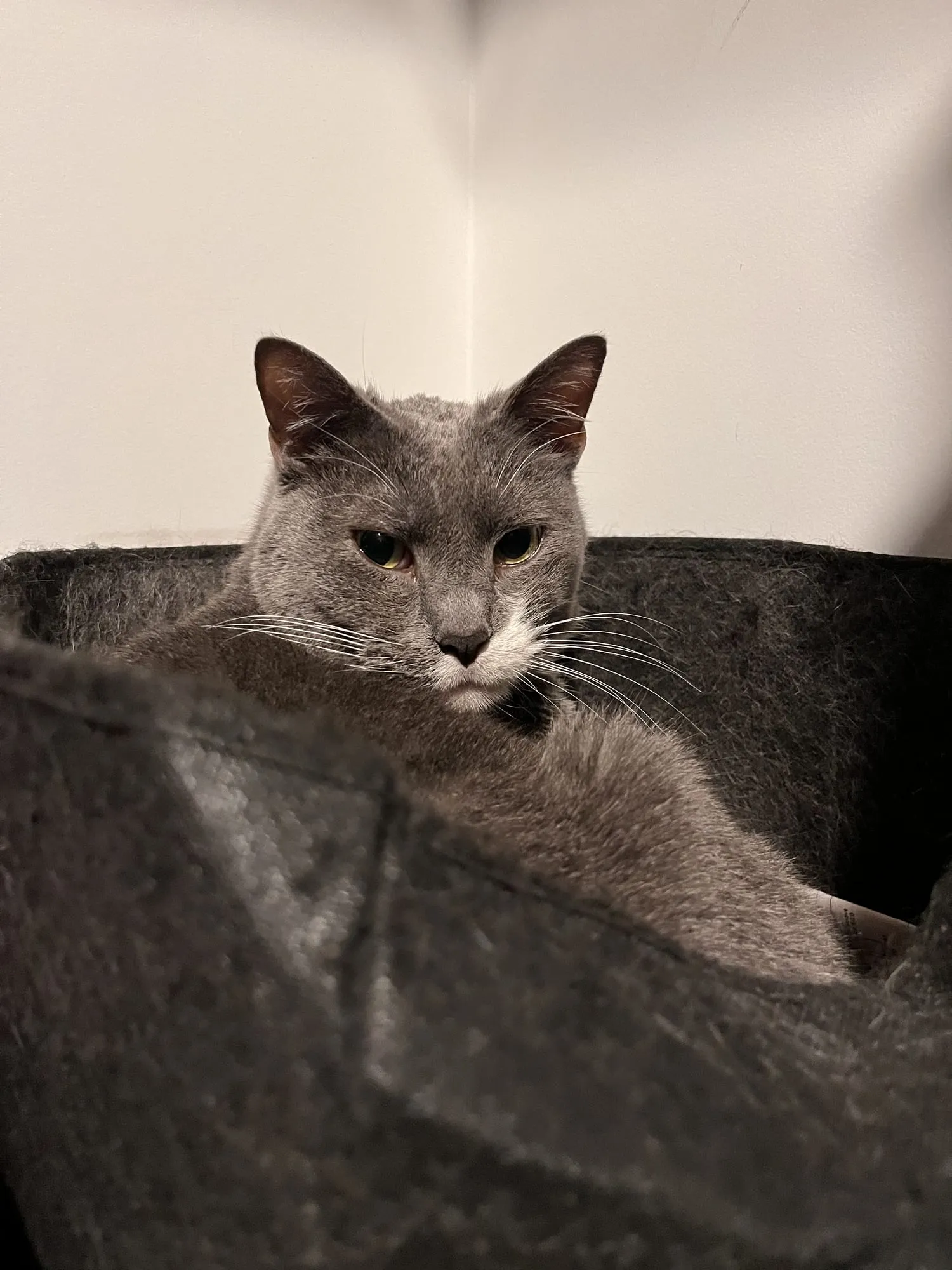 Beauregard loafed inside a dark felt basket, looking down over the rim.