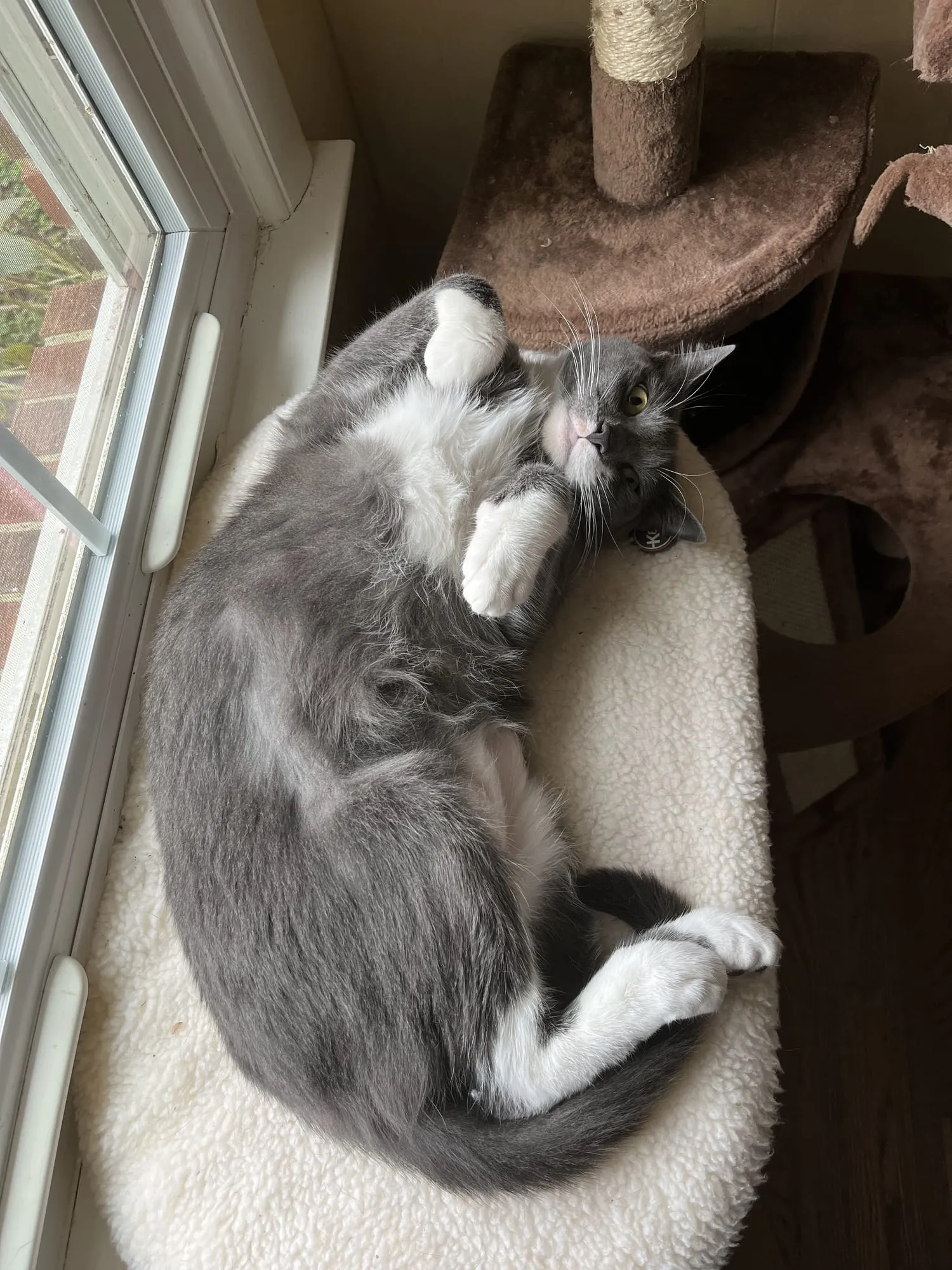 Beauregard curled belly-up on a fleece cat bed in the sun beside a glass door, white paws in the air.