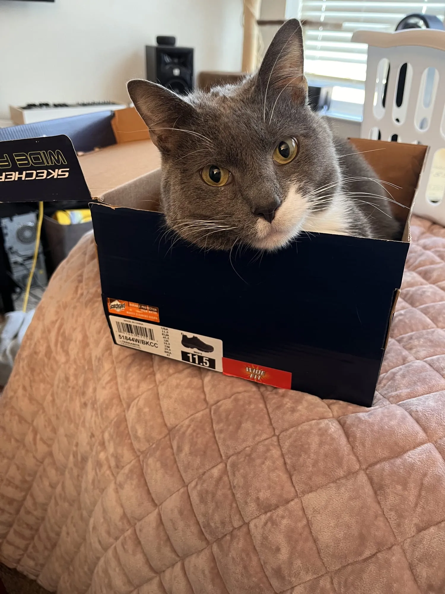 Beauregard, a grey and white cat, sitting inside a navy Skechers shoe box with his ears back and eyes wide.